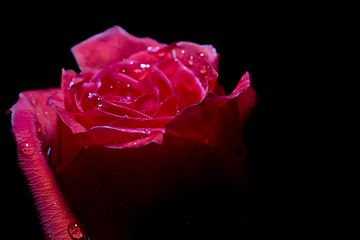 Image showing red rose on the black
