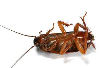 Image showing Cockroach macro