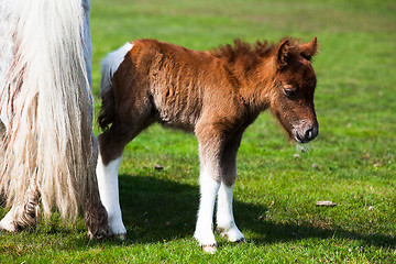 Image showing The young pony