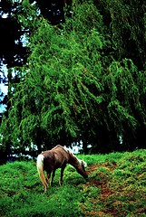 Image showing Windy Day Horse