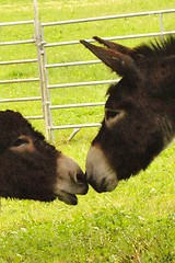 Image showing Kissing Donkeys