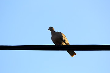 Image showing turtledove silhouette