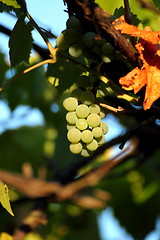 Image showing white grapes