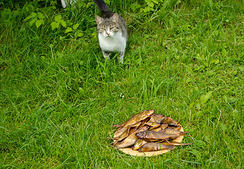 Image showing Gay cat and freshly smoked fish in wooden dish 