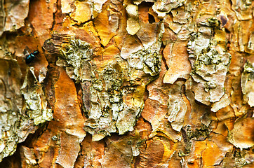 Image showing Background of pine tree trunk bark surface texture 