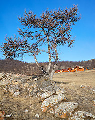 Image showing Lonely tree