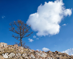 Image showing Lonely tree