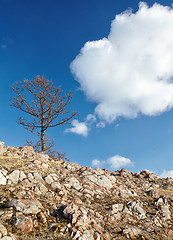 Image showing Lonely tree