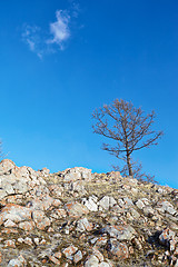 Image showing Lonely tree