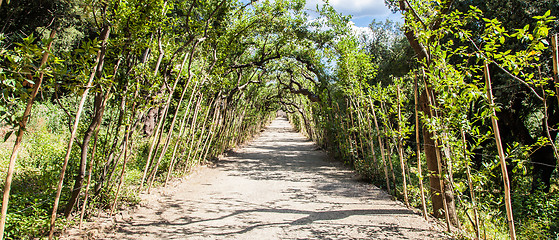 Image showing Boboli Gardens