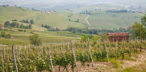 Image showing Tuscany vineyard