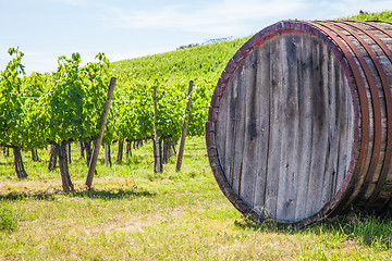 Image showing Tuscany wineyard