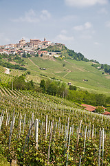 Image showing Tuscany vineyard