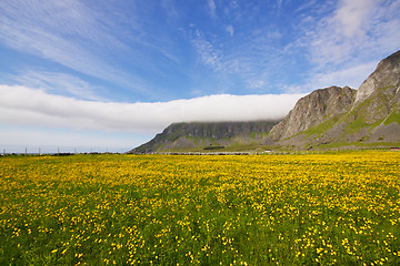 Image showing Flowering fields