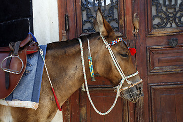 Image showing Greek donkey