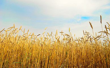 Image showing wheat field