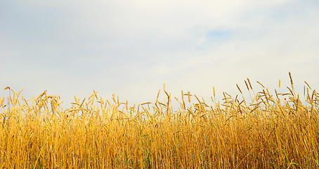 Image showing wheat field