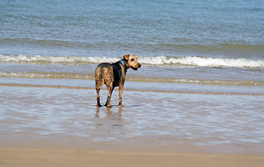 Image showing dog on the beach