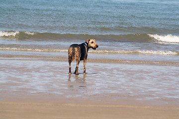 Image showing dog on the beach