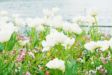 Image showing close up view of flower in the garden. 