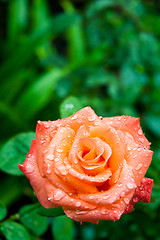 Image showing rose with water drops 