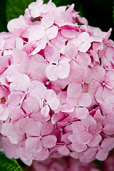 Image showing pink hydrangea