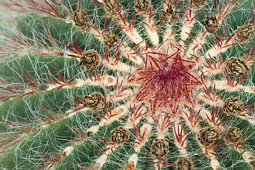 Image showing Close-up of cactus with purple spines