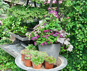 Image showing Arrangement of plants and flowers in a greenhouse