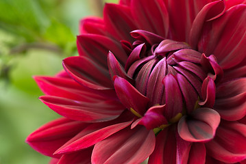 Image showing Blooming red dahlia