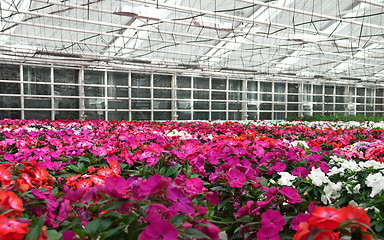 Image showing Flowers blooming in a greenhouse