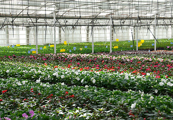 Image showing Flower nursery. Greenhouse with cultivated plants.