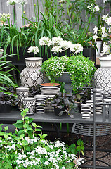 Image showing Flowers, plants and ceramics in a flower shop