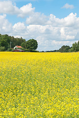 Image showing Scandinavian summer landscape with yellow meadow