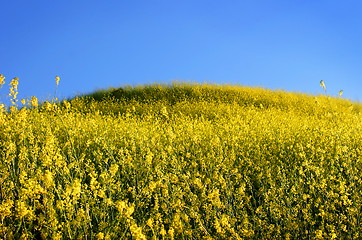 Image showing Mustard Grass