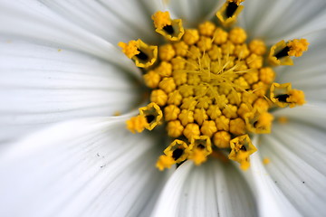 Image showing Sonata Cosmos White