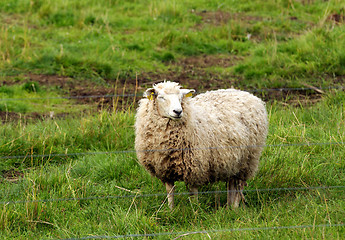 Image showing Sheep