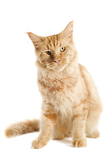 Image showing ginger maine coon cat