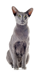 Image showing white oriental cat