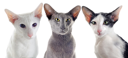 Image showing three oriental cats
