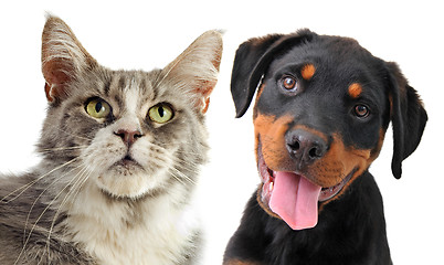 Image showing maine coon cat and puppy rottweiler