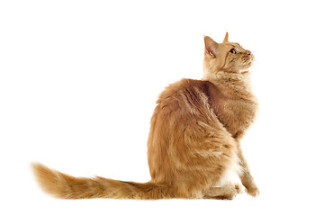 Image showing ginger maine coon cat