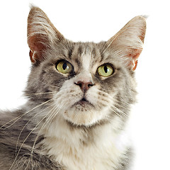 Image showing maine coon cat