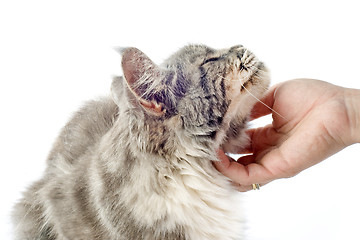 Image showing affectionate maine coon cat