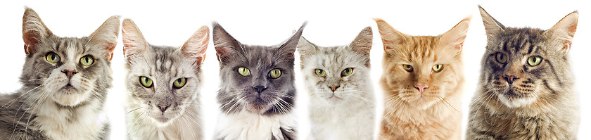 Image showing maine coon cats