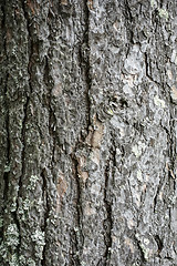 Image showing Texture of tree bark