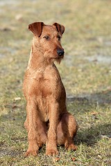 Image showing Irish Terrier 