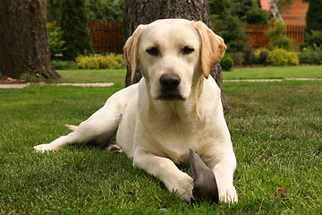 Image showing Yellow labrador retriever