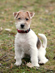 Image showing Jack Russel Terrier