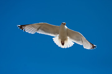 Image showing Seagull