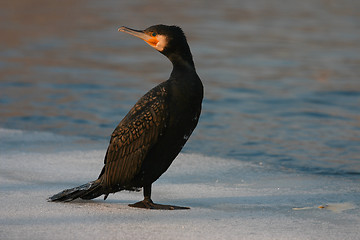 Image showing Cormorant